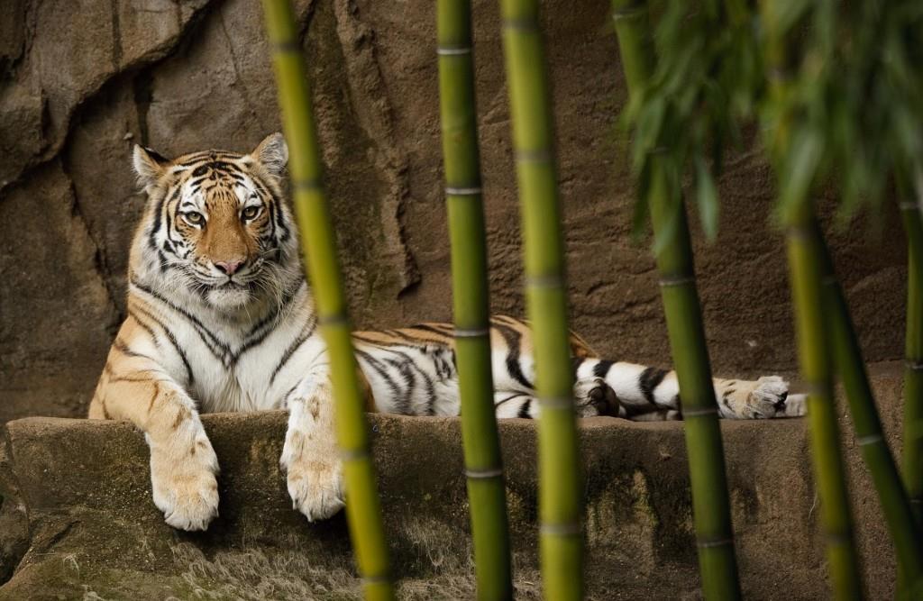 Riverbanks tiger. Credit Brett Flashnick for the Columbia CVB