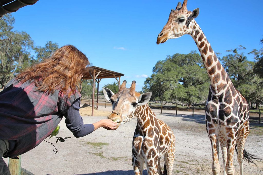 Giraffe Ranch