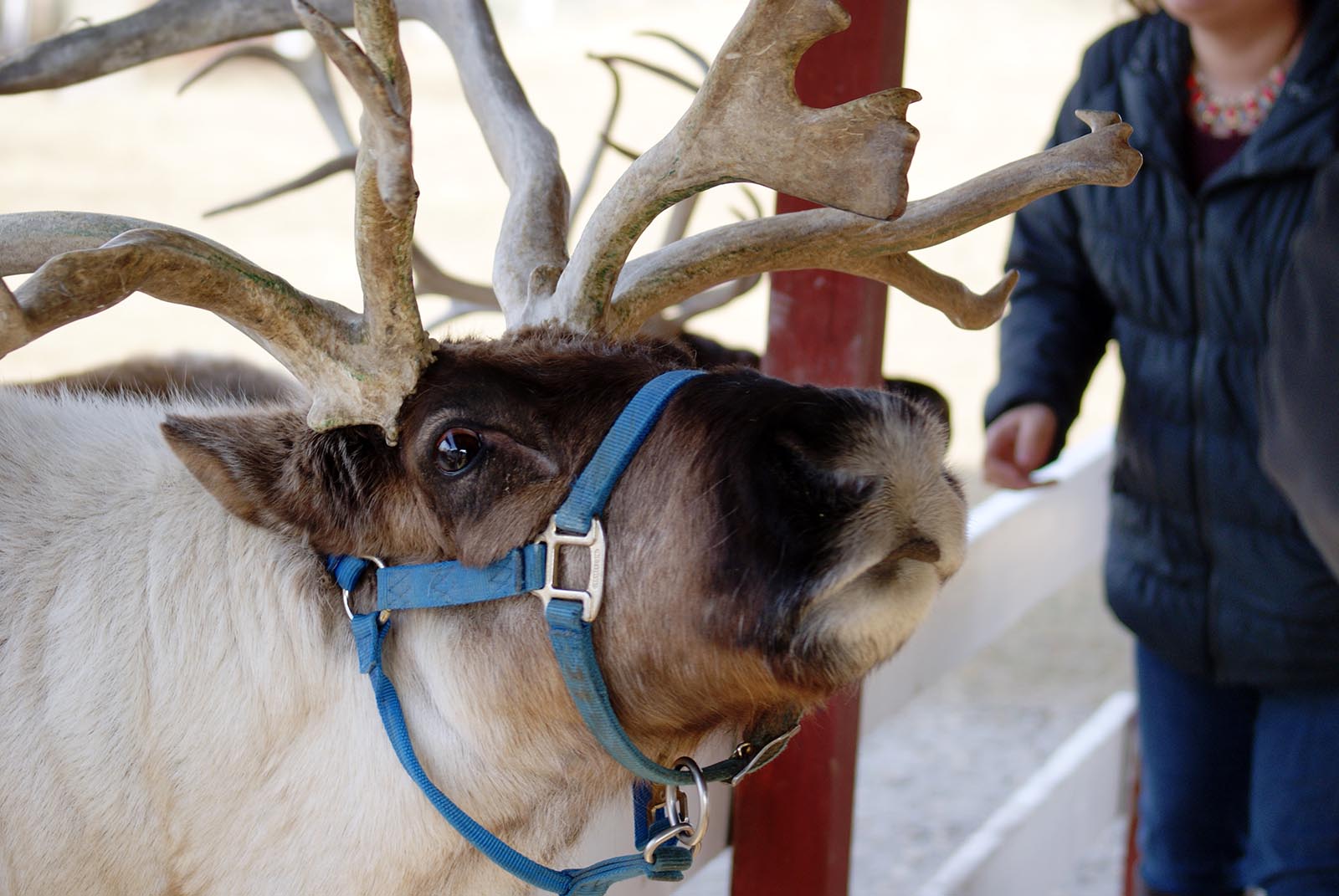 Reindeer