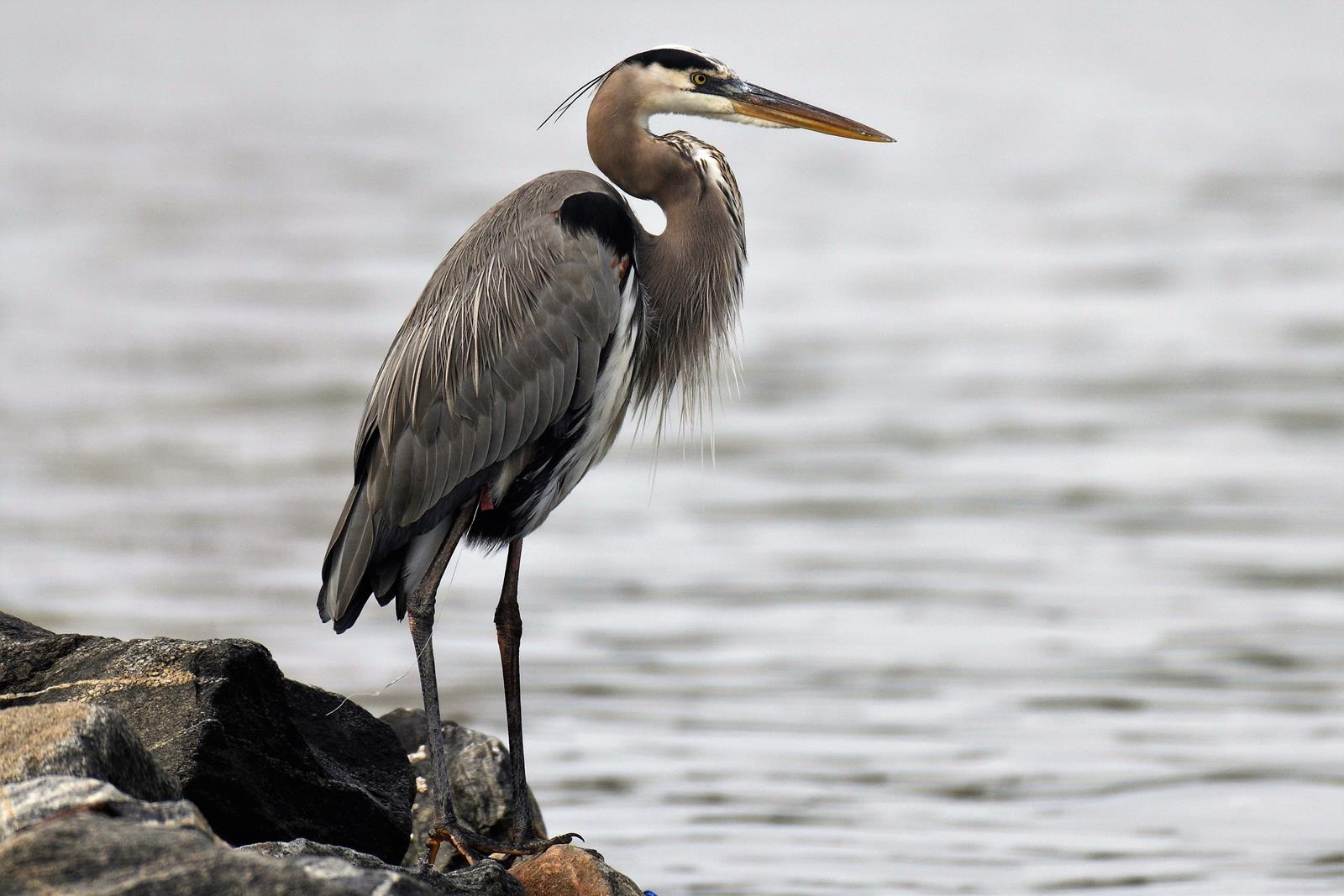 ardea-herodias-3836783