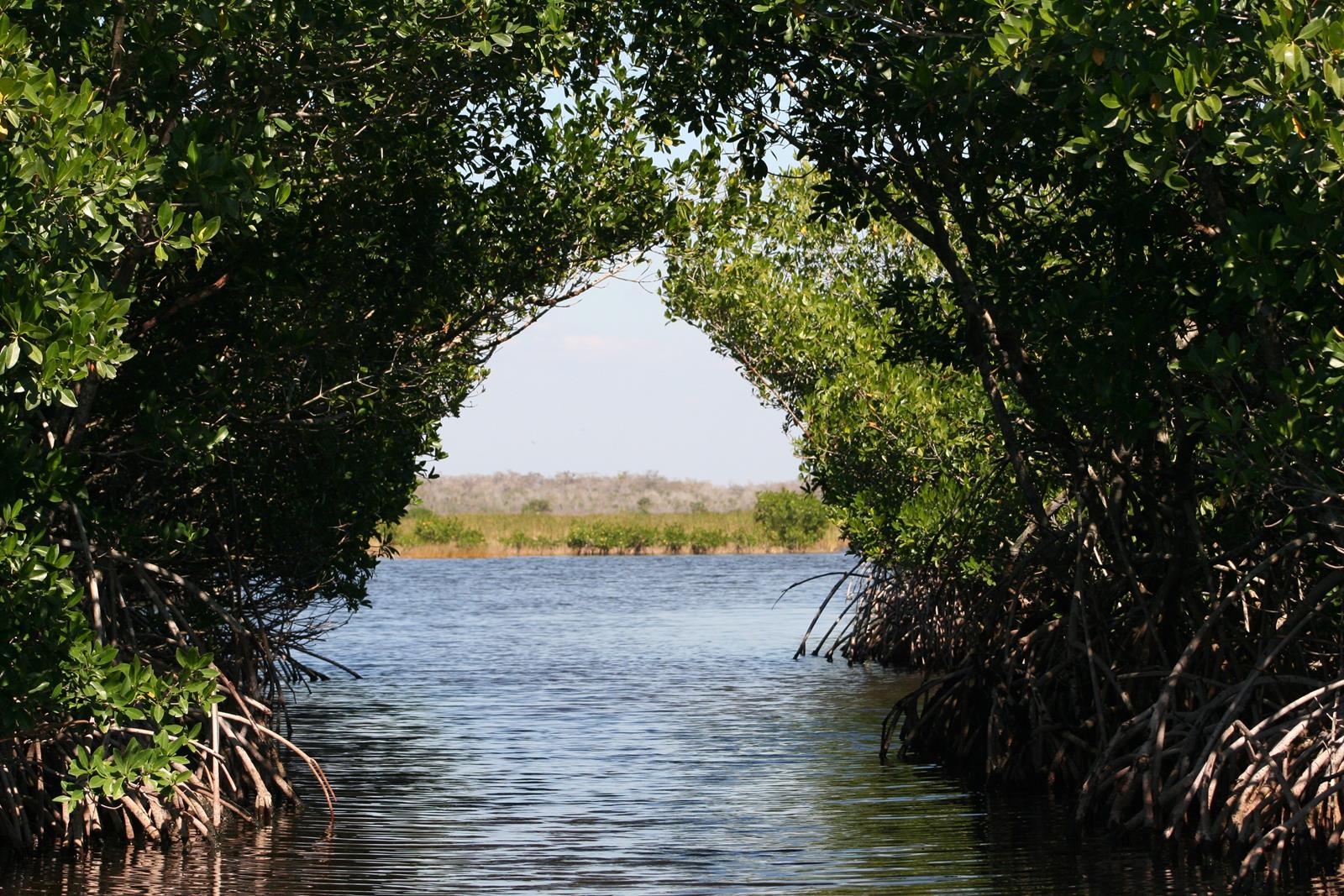 everglades-73423