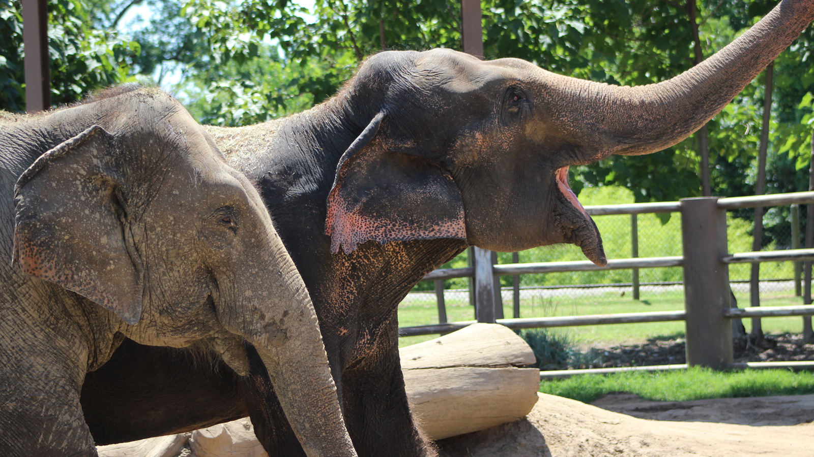 AsianElephant TulsaZoo Header