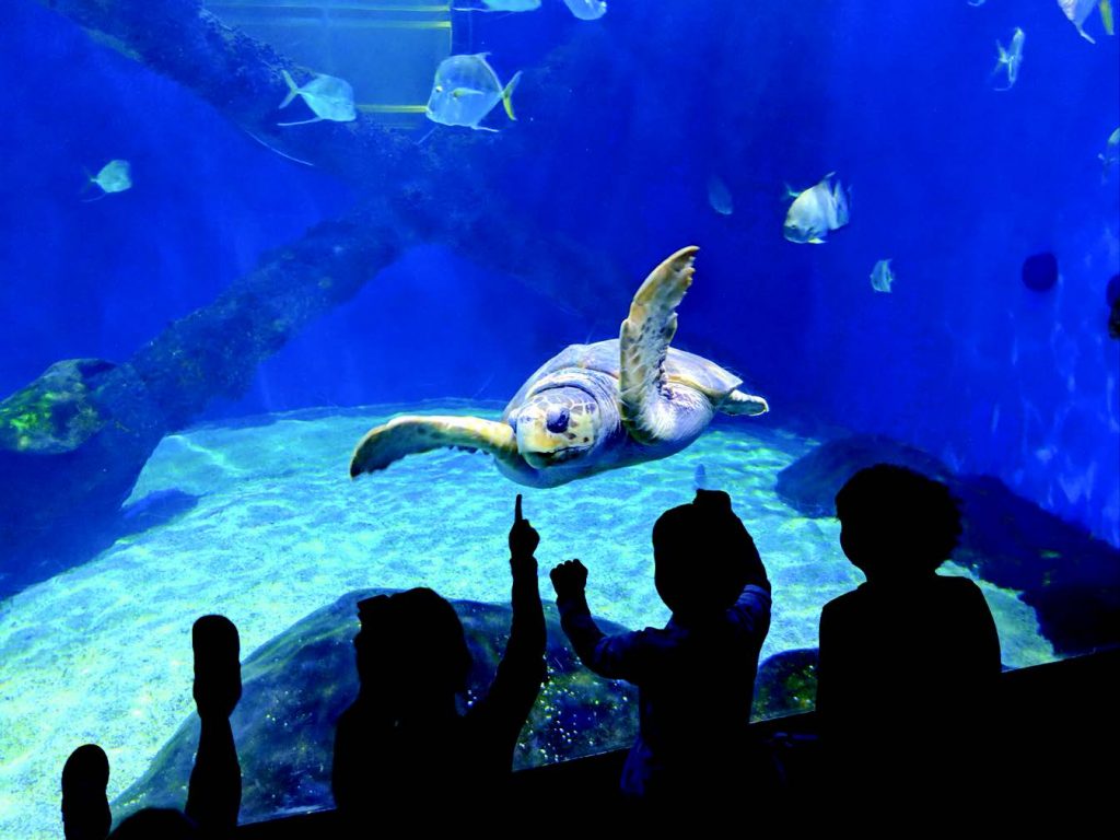 More than 800,00 gallons of fresh and saltwater house exhibits at the Virginia Aquarium and Marine Science Center:Virginia Beach