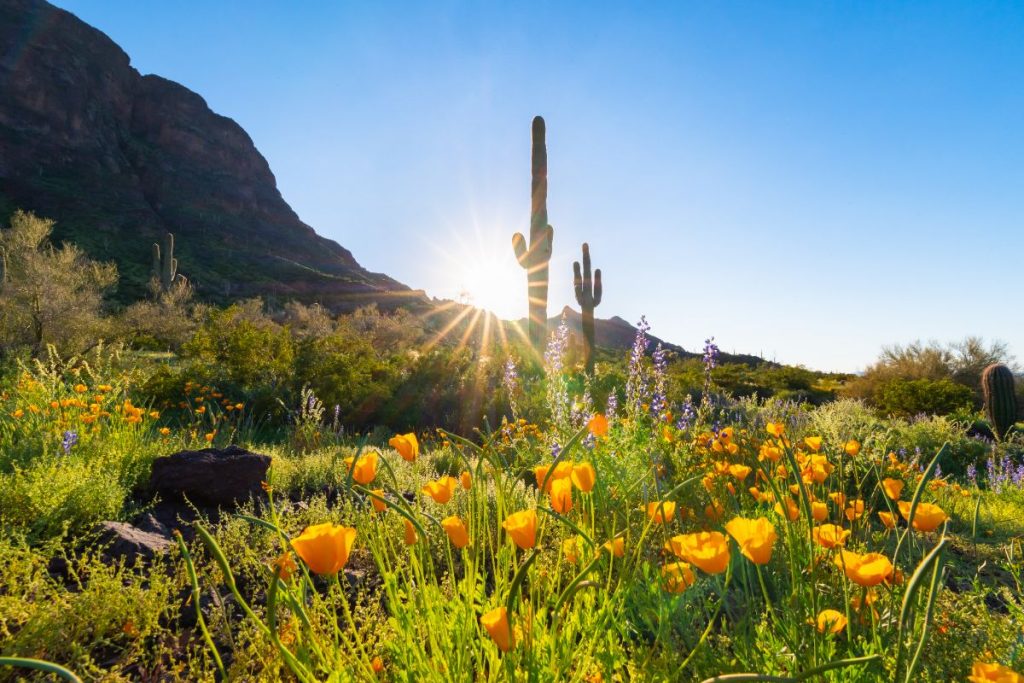 Picacho Peak State Park flowers