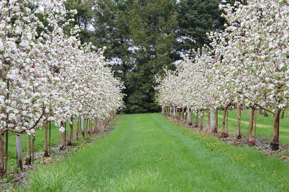 Jonamac Orchard